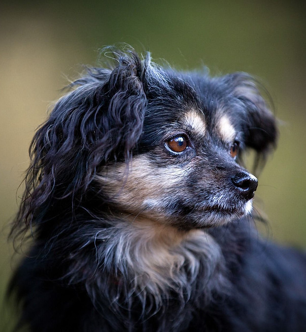 Nahaufnahme Hund Buddy
