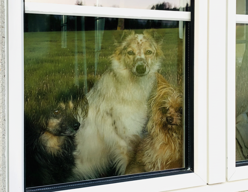 drei Hunde schauen in die Ferne