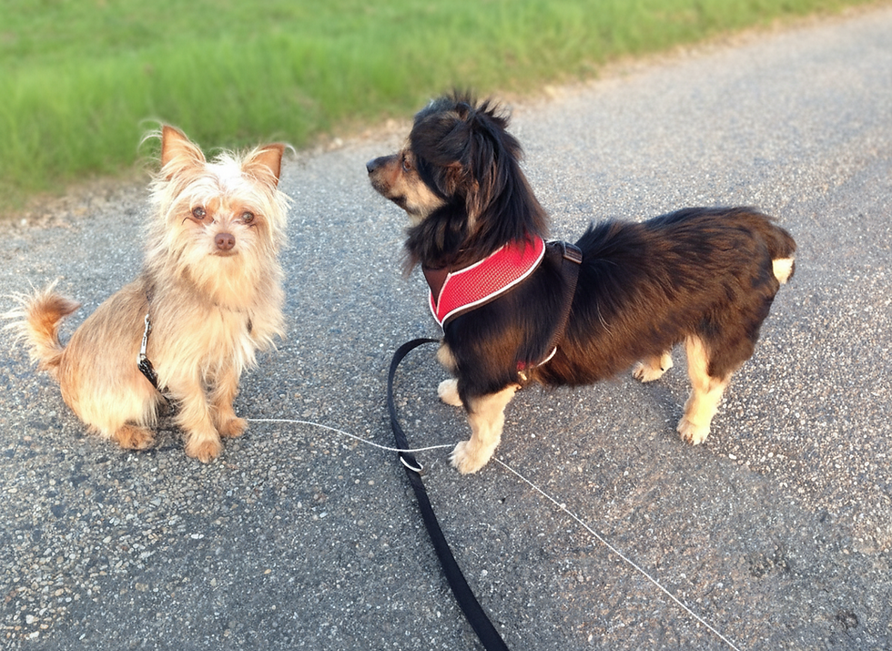 zwei Hunde auf dem Spaziergang