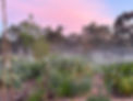 Mist and veggie garden.JPG