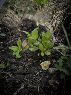 06 YOUNG PLANT