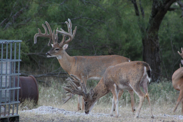Buck 3 - 2020