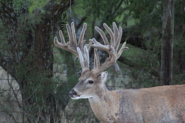 Buck 3 - 2020