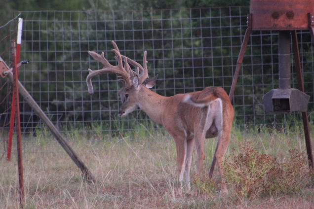 Buck 5 - 2019