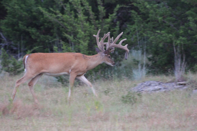 Buck 5 - 2019