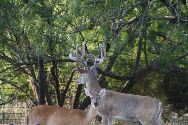 Buck 5 - 2020