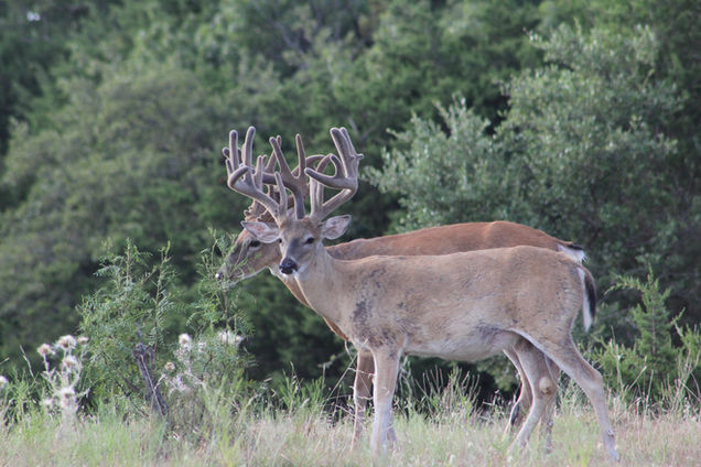 Buck 2 - 2019