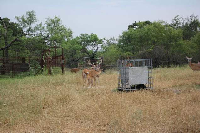 Buck 3 - 2021