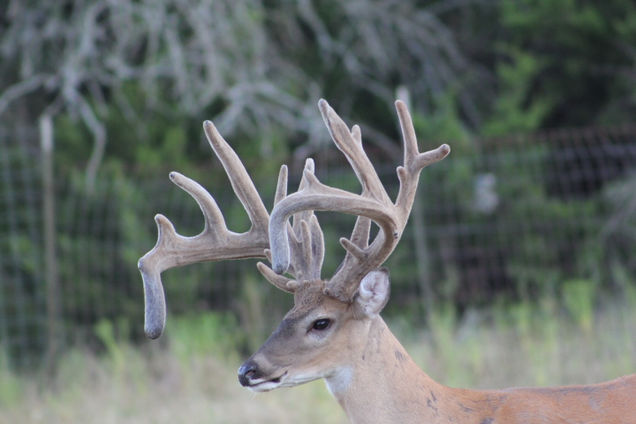 Buck 5 - 2019