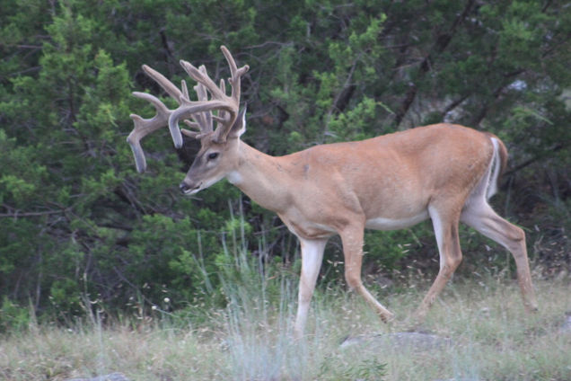 Buck 5 - 2019