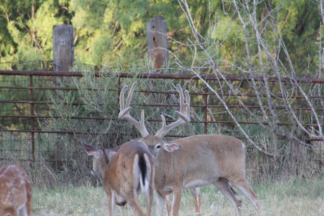 Buck 5 - 2020