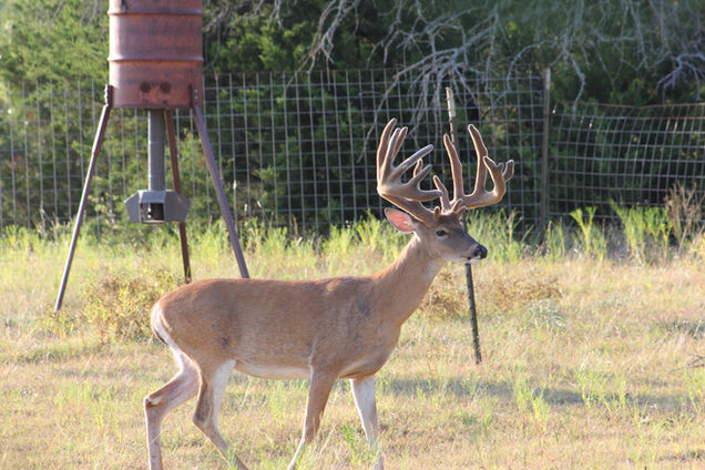 Buck 3 - 2019