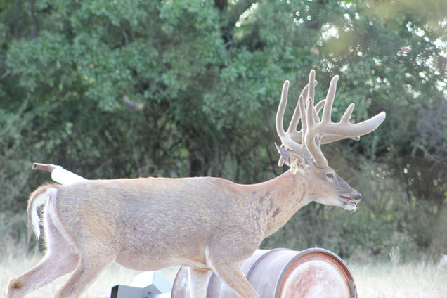 Buck 4 - 2020