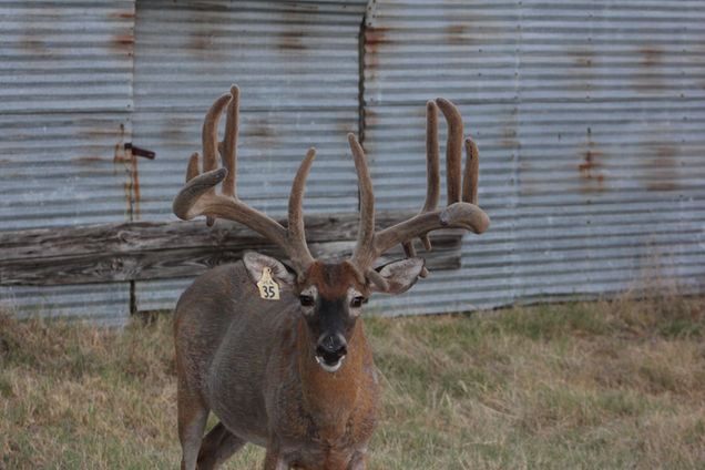 Buck 4 - 2020