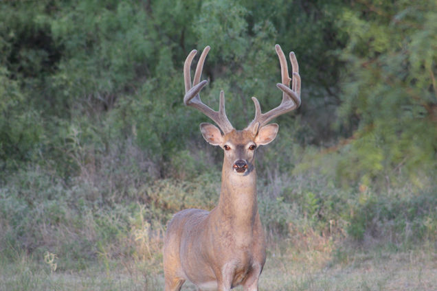 Buck 5 - 2020