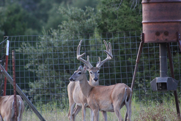Buck 1 - 2019