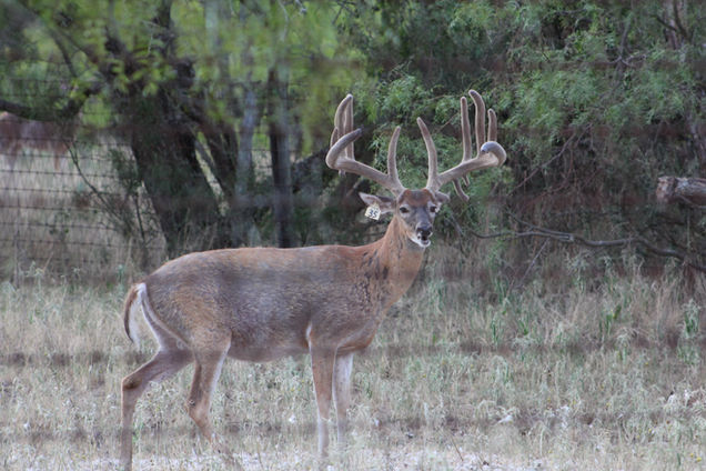 Buck 4 - 2020