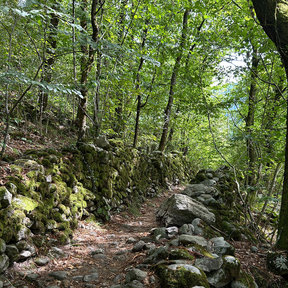 Ein ruhiger Waldweg führt zwischen grünen Bäumen in die Tiefe.