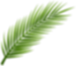 palm-tree.png