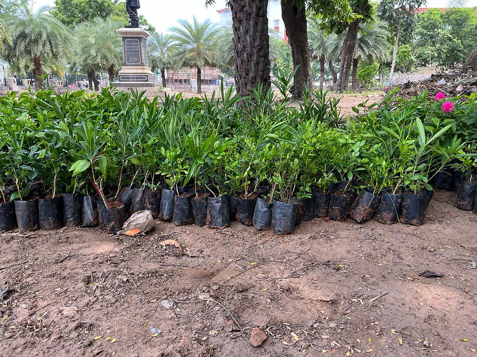  "Gabo Alliance Foundation Join Hands for a Green Revolution at UNOM"