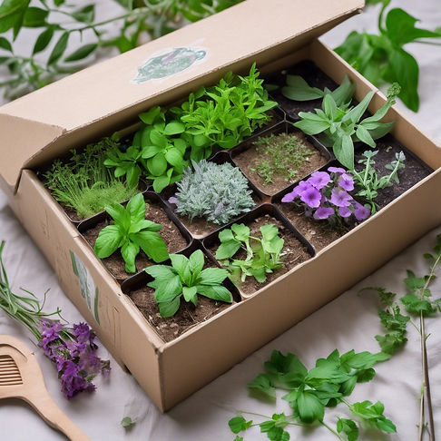 A beautiful home herbal garden kit in a single box.jpg