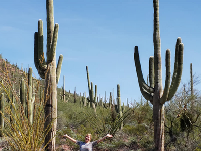 Exploring The Huge Catci In Saguaro National Park