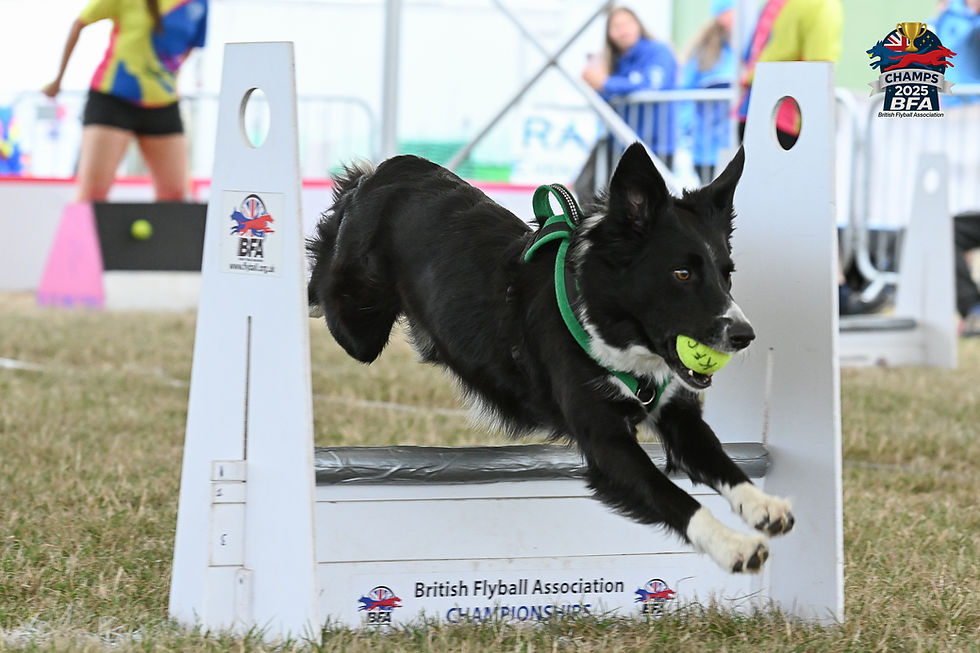 Dog jumping over the flyball hurdle with a ball in her mouth