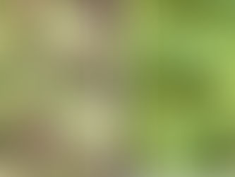 Common Succulent Pests and How to Treat Them