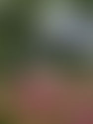  【会員寄稿コラム】藤原秀郷の系譜をたどって―― 初夏の近江・日野町を歩く