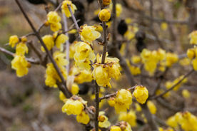 『おじ散歩』レポート