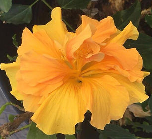 Hibisco.jpeg