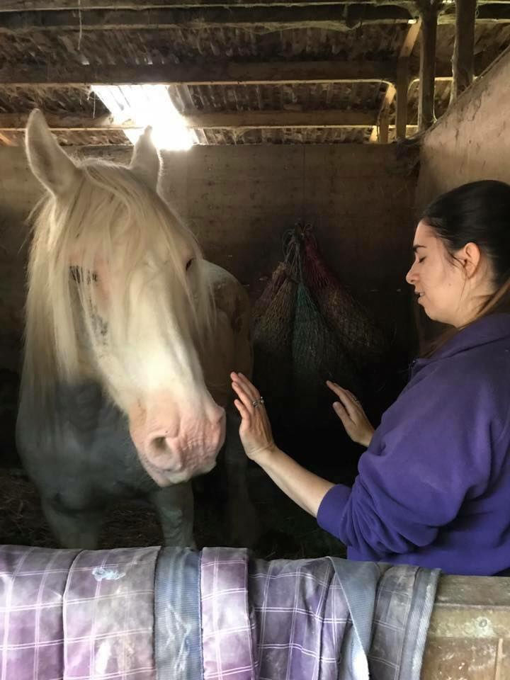 animal communication and healing at Seven acre horse sanctuary