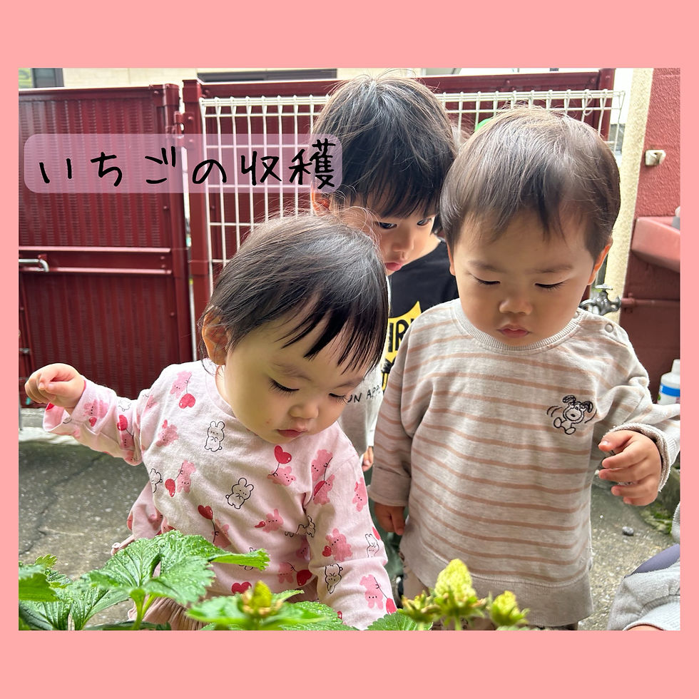 いちごの収穫