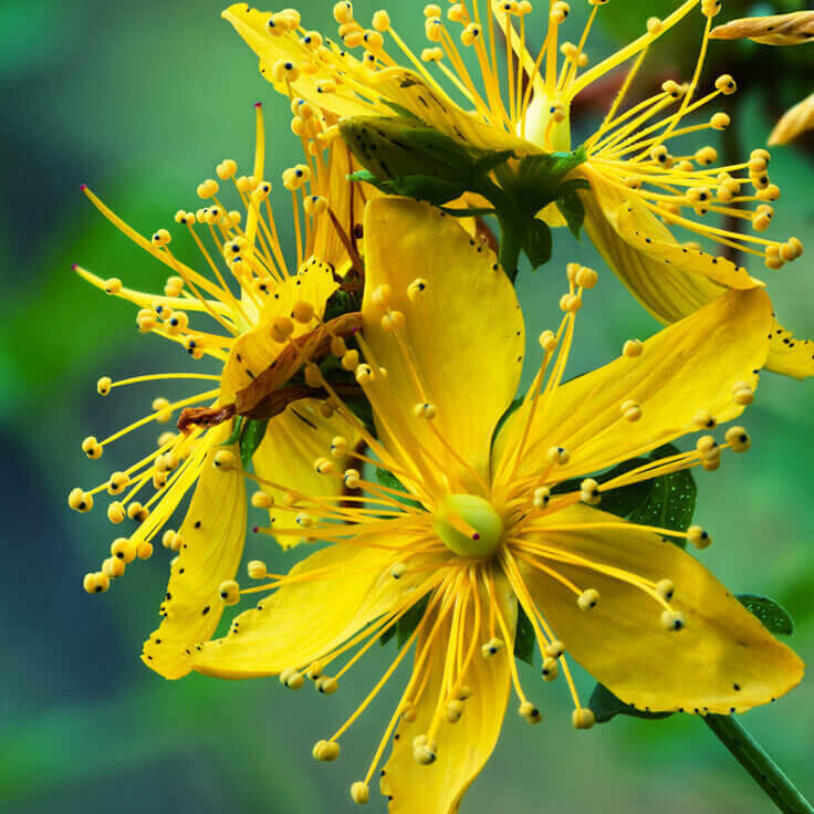 Hypericum Perforatum ( St. John's Wort )