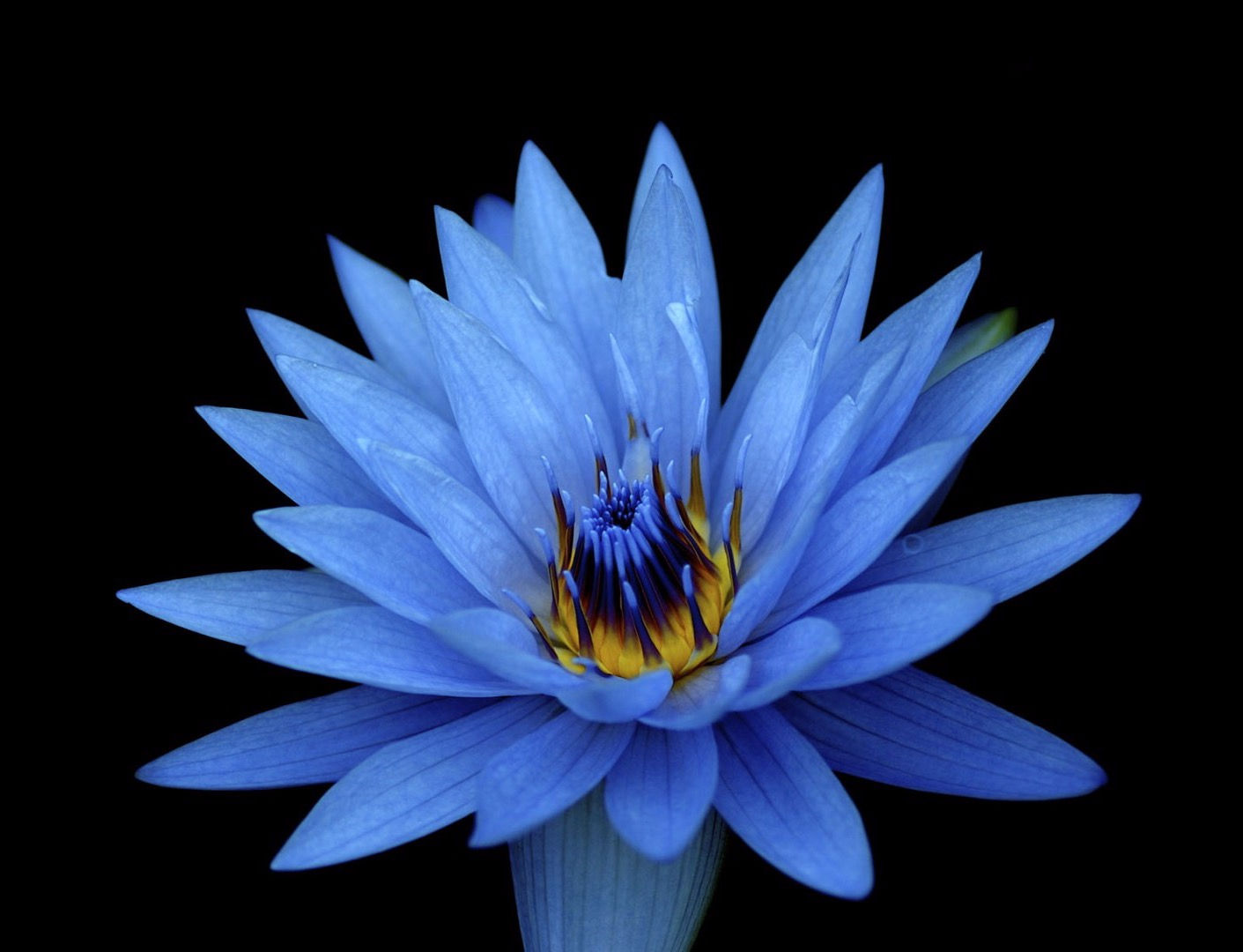 Nymphaea Caerulea ( Blue Lotus )