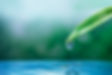 Wasser tropft von Blatt