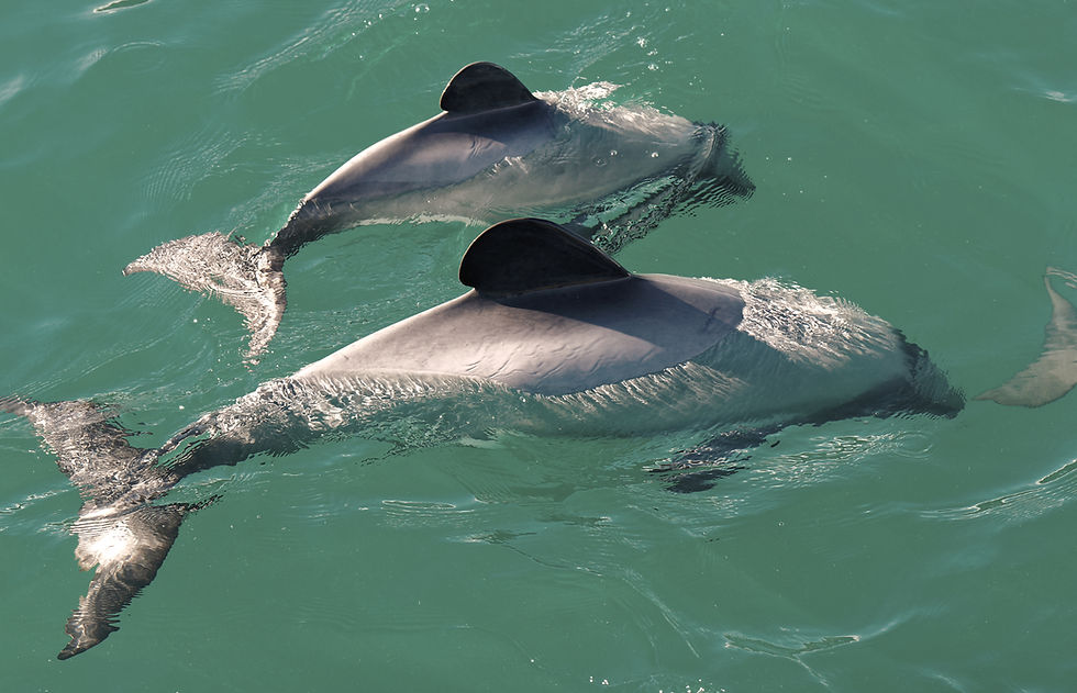 Māui dolphins