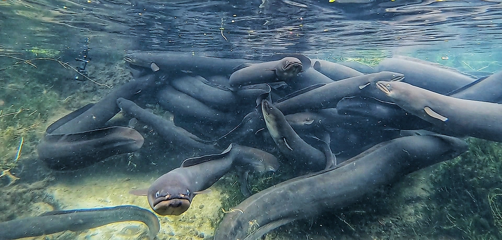 Tuna- eels