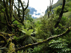 For more than 30 years, the Resource Management Act has been the legal shield protecting our rivers, forests, coastlines and wildlife from the activities that threaten them. The Government has now confirmed the two bills that will replace it, the Natural Environment Bill and the Planning Bill, and the changes go further than the drafts already scrutinised by the Environment Select Committee.