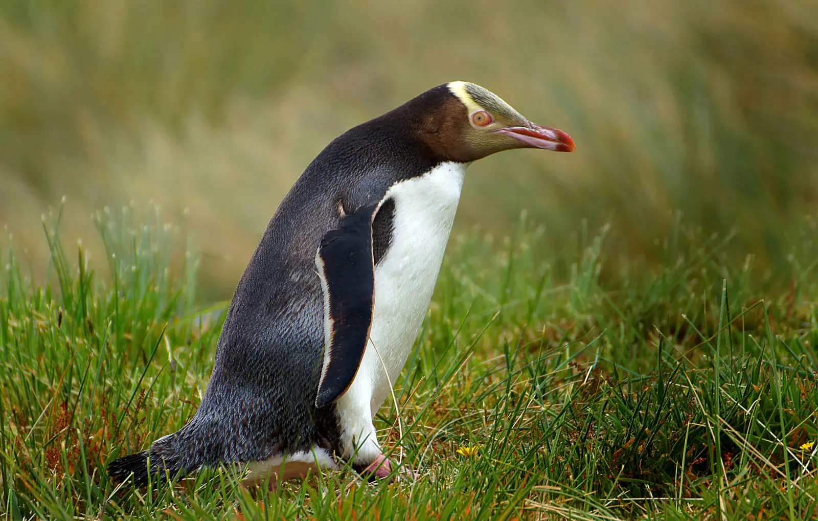 Hoiho | yellow-eyed penguin