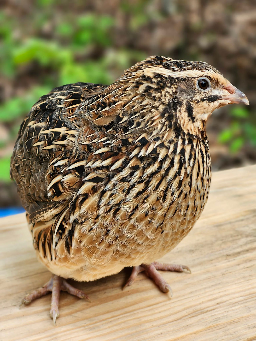 Thumbnail: Jumbo Brown Coturnix Quail