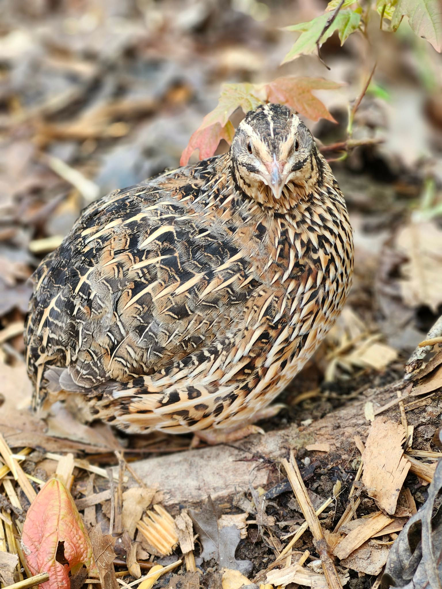 Jumbo Brown Coturnix Quail