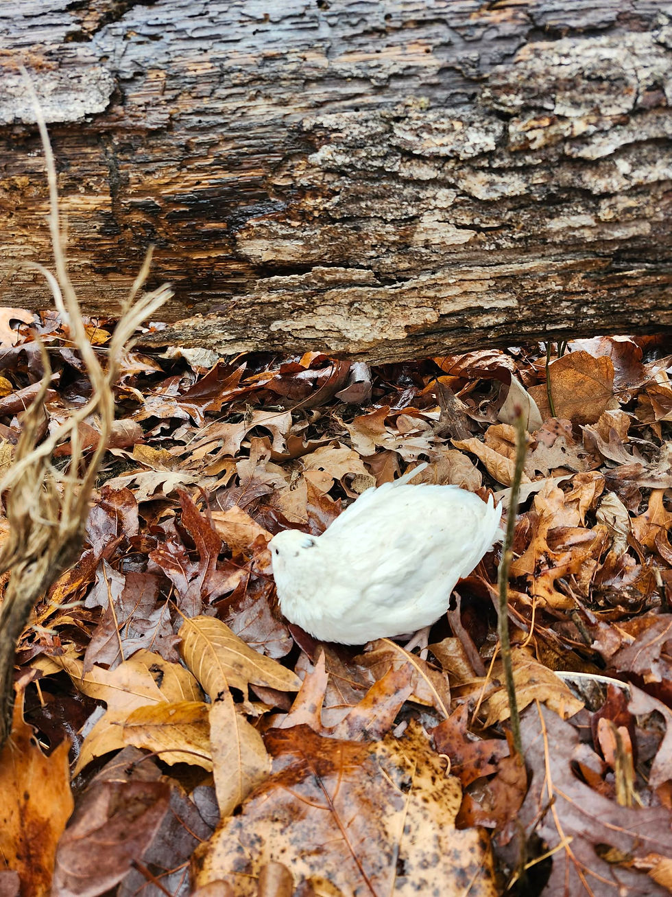 Thumbnail: English Whites Coturnix Hatching Eggs