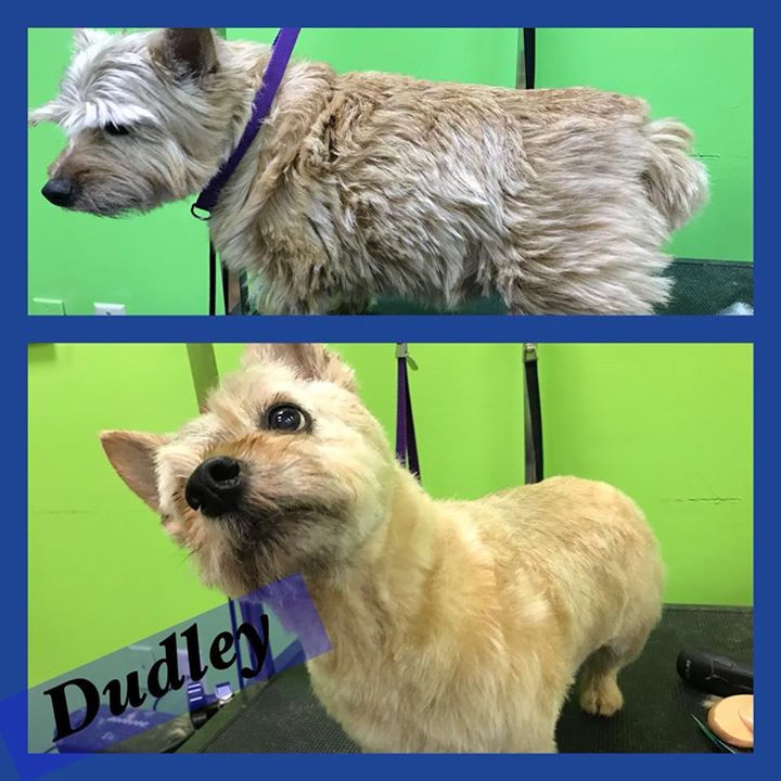 Dudley’s before and after! Allison Ashle