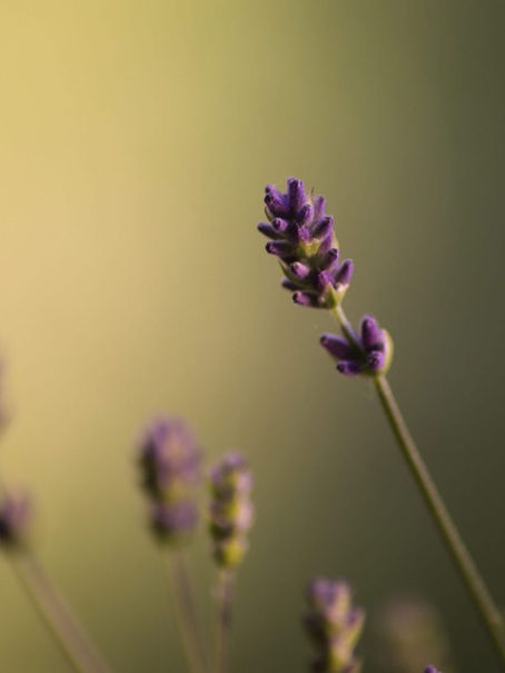 How Smells Move Us So Profoundly?