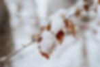 Detaifoto Schnee auf Herbstlaub