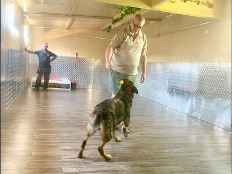 The Benefits of centre-based Dog Training