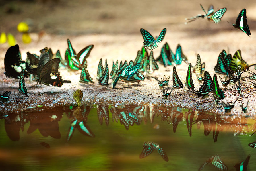 Renkli Kelebekler Duvar Kağıtları | 3D Göl Kelebek Yansıma Duvar Kağıtları