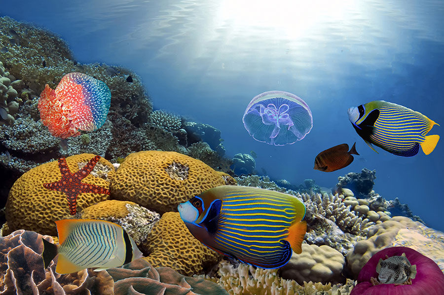 Hayvan Severler İçin Duvar Kağıtları | Üç Boyutlu Balık Duvar Kağıtları