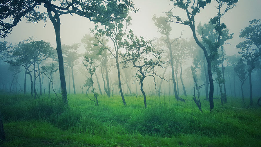Sisli Manzara Işığı Duvar Kağıdı | 3D Güneş Işığı Duvar Kağıdı Modelleri